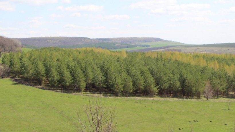 В следующем году в Саратовской области высадят четыре тысячи гектаров леса