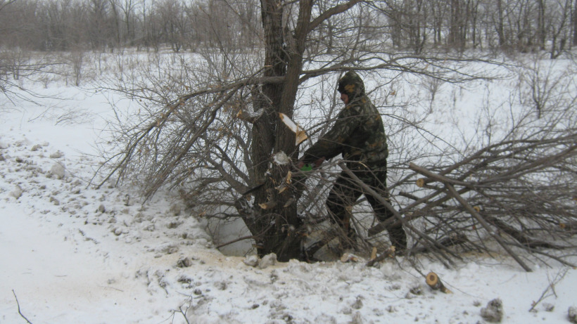 В Саратовской области «черного лесоруба» наказали за уничтожение 50 деревьев ради дров