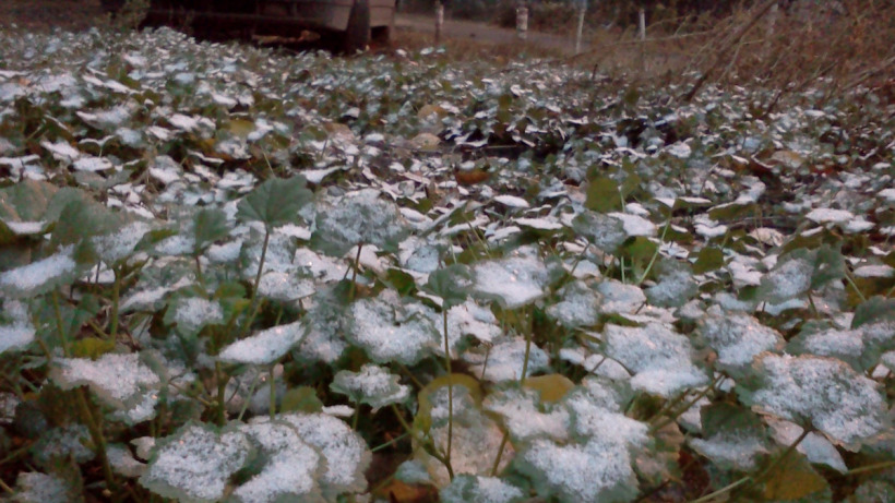 Заморозки и грозы. В Саратовской области снова объявлен желтый уровень опасности