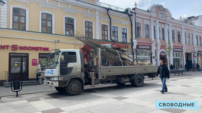 На проспекте Столыпина продолжают высаживать голландские вязы