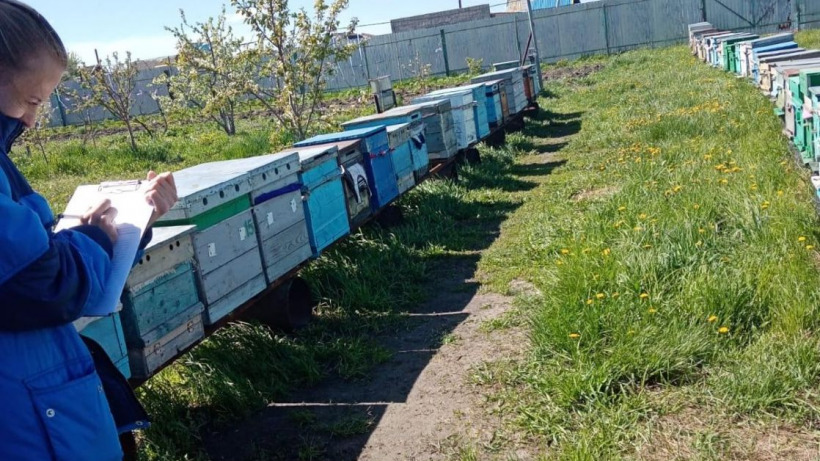 В двух районах Саратовской области ввели ограничения из-за инфекционного заболевания пчел
