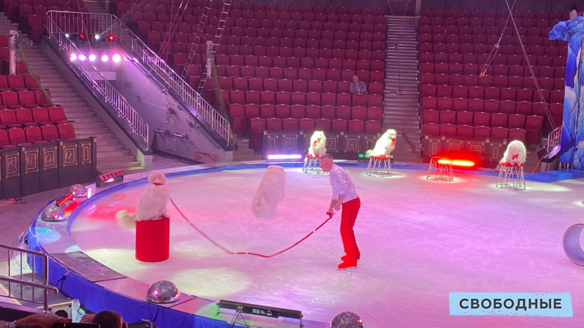 В Саратов на все лето приехал цирк на льду с белыми медведями  