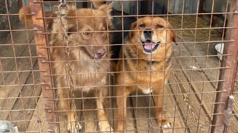Саратовские приюты для животных начали тратить три миллиона рублей по гранту на отлов собак
