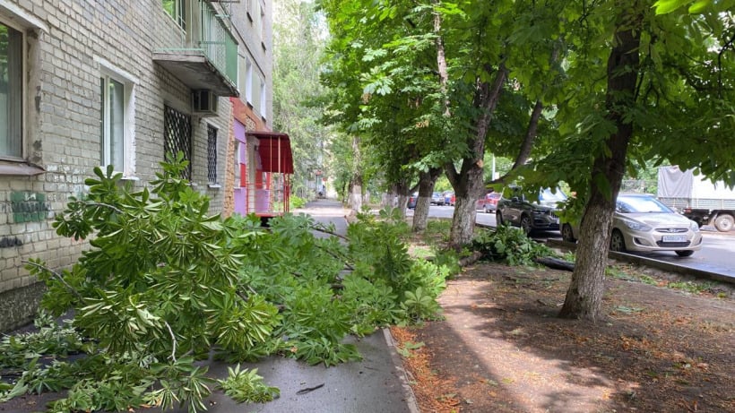 После дождя в центре Саратова упало дерево