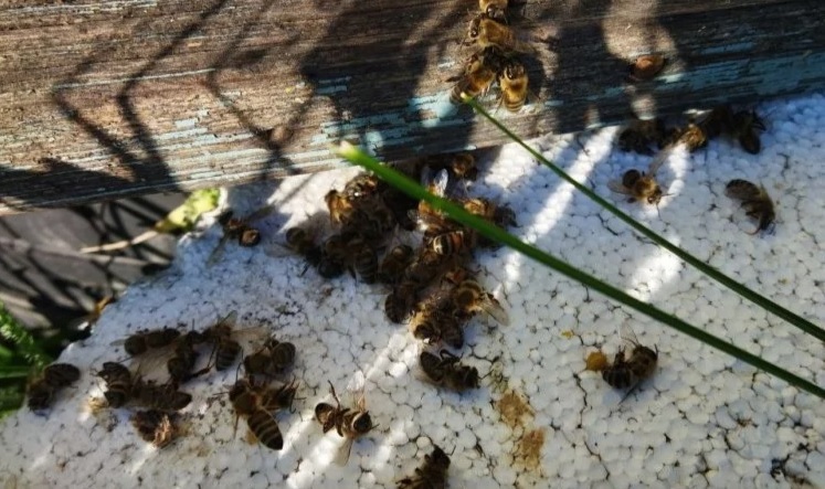В Балашовском районе из-за пестицидов произошла массовая гибель пчел