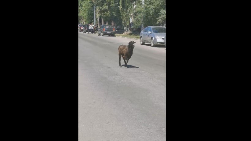 Саратовцы заметили на центральной улице города бегающего барана