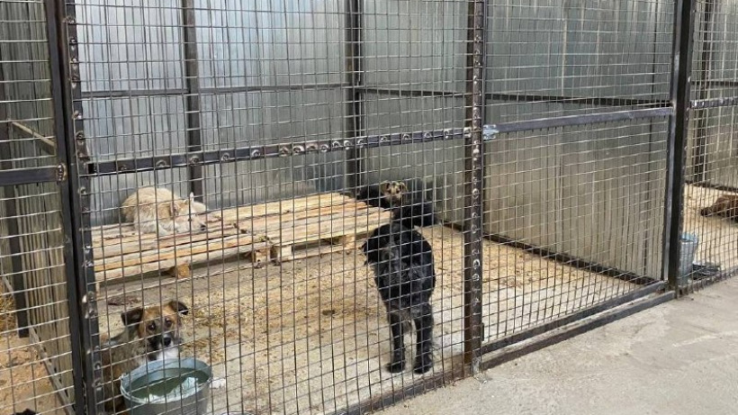 Саратовские приюты для животных отчитались о количестве отловленных бездомных собак