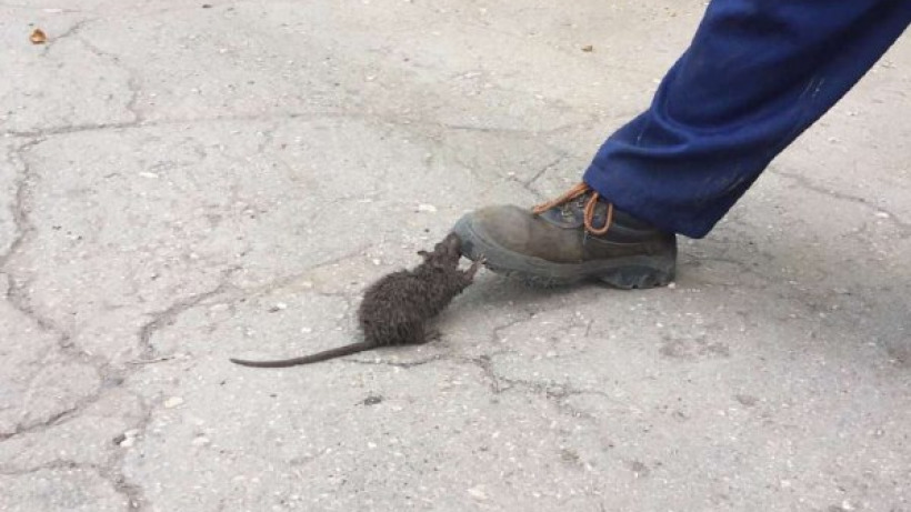 Коммунальщики предупредили саратовцев о риске размножения крыс в канализации