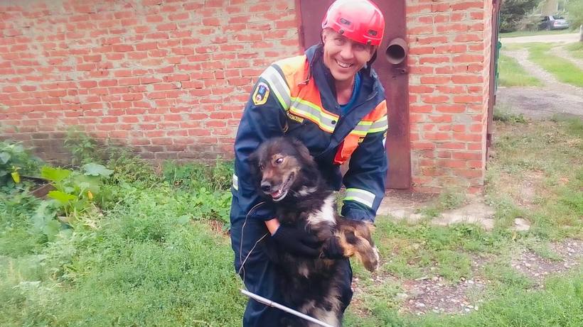 В Аткарске спасатели выручили упавшую в погреб собаку