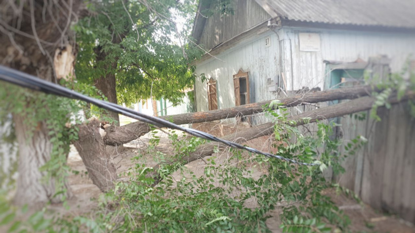 В Красноармейске из-за сильного ветра ветка дерева повредила электропровода