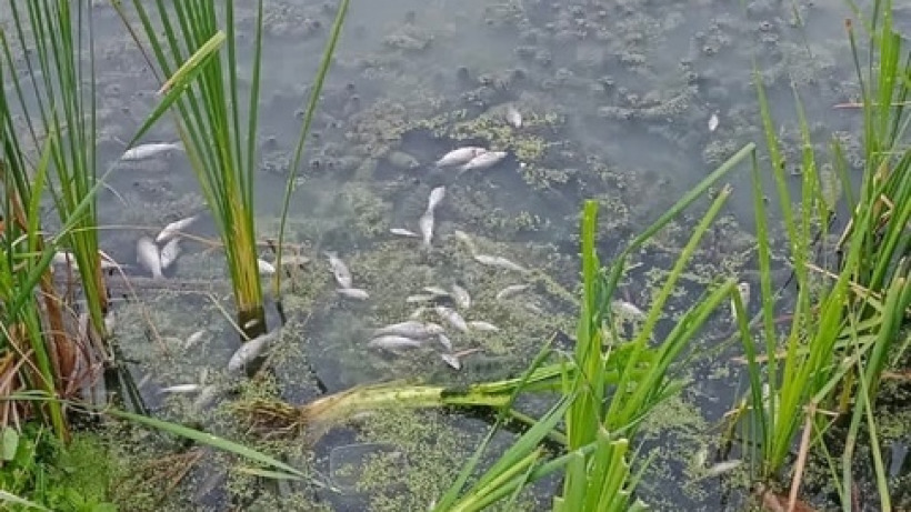Саратовец сообщил о гибели рыбы в Кокуринском пруду