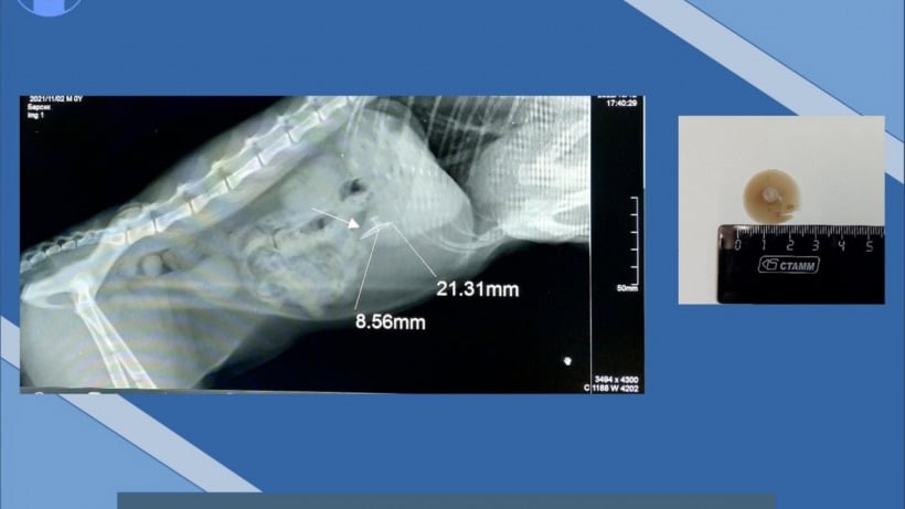 Саратовские ветеринары вытащили из кота Барсика съеденную силиконовую присоску