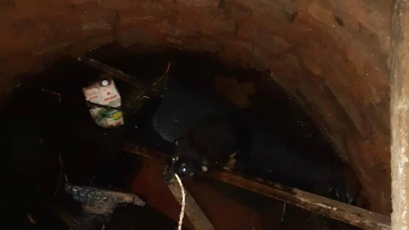 Балаковские спасатели вытащили щенка из колодца с водой