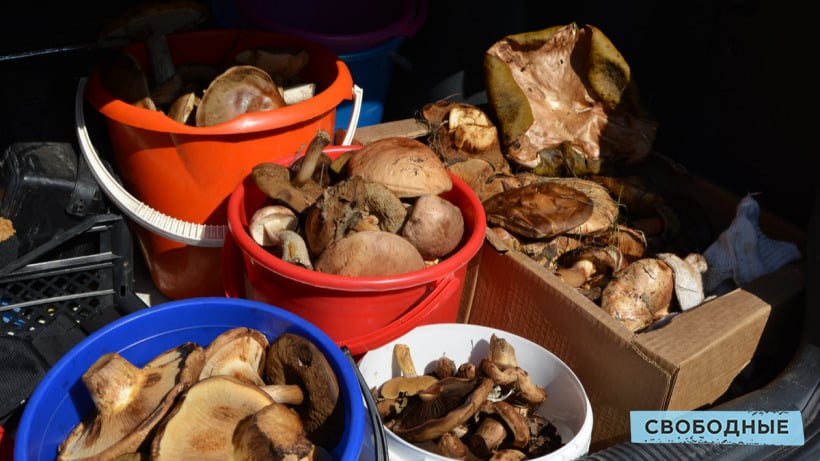 В селе под Энгельсом три человека отравились грибами домашнего приготовления