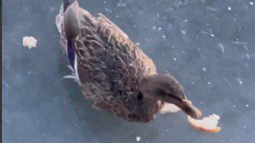 В Саратове и Питерке заметили перелетных птиц, оставшихся на льду