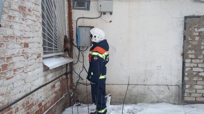 В Марксе спасатели помогли застрявшей в оконной решетке кунице