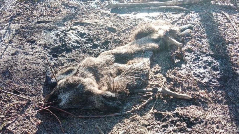 В Саратове пользователю охотничьего хозяйства объявили предостережение из-за трупа дикого кабана