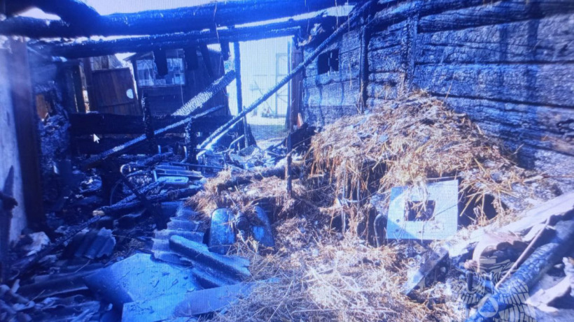В селе под Ртищевом из загоревшегося сарая удалось спасти корову, быка и телят