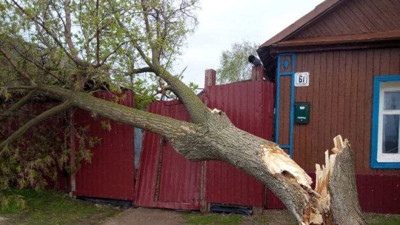 Упавшие деревья в Саратовской области повредили еще один газопровод и заблокировали жителей в доме