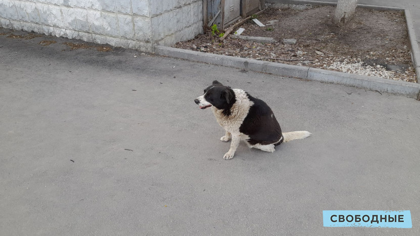 В Саратовской области на отлов и стерилизацию бродячих собак потратили более 34 миллионов рублей