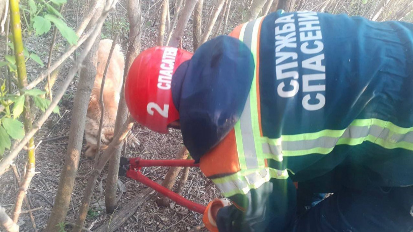 В Аткарске спасатели освободили запутавшуюся в цепи собаку