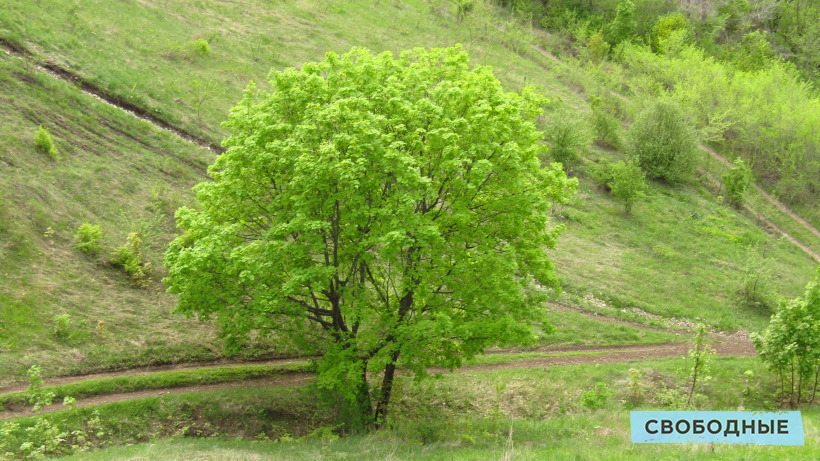 Бусаргин поручил проверить все деревья в населенных пунктах Саратовской области