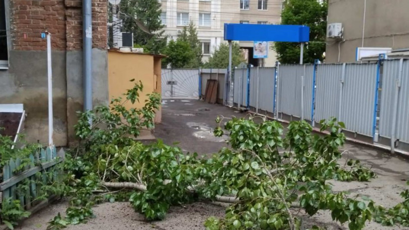 В центре Саратова рядом с жилым домом рухнула ветка тополя. В УК не могут опилить дерево из-за его высоты