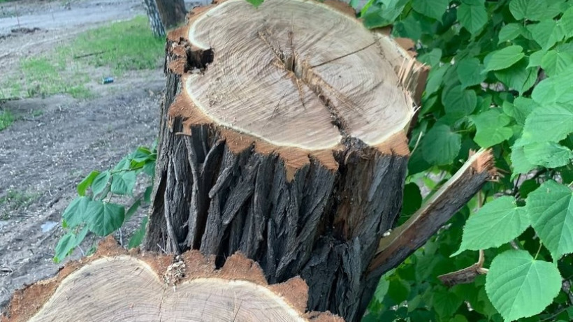 Саратовчанка: В Детском парке вместо определенных под снос деревьев спиливают «всё подряд»