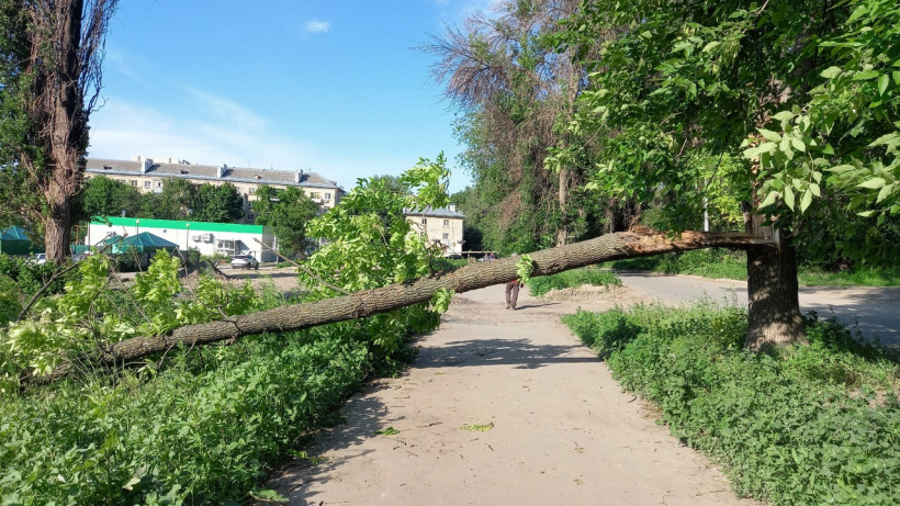 Рядом с детским садом в Саратове обломилась ветка дерева и перегородила тротуар