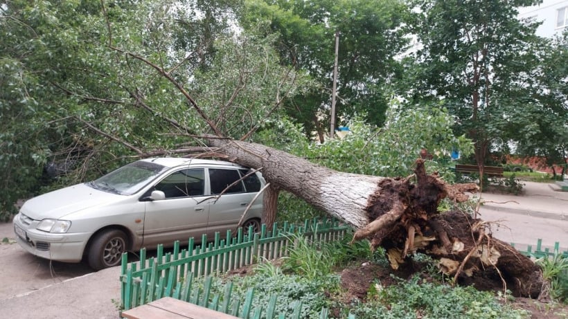 В Балакове вырванное с корнем дерево рухнуло на иномарку