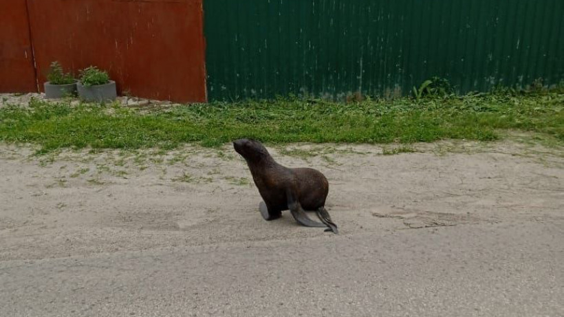 На улице в Саратове нашли детеныша морского котика