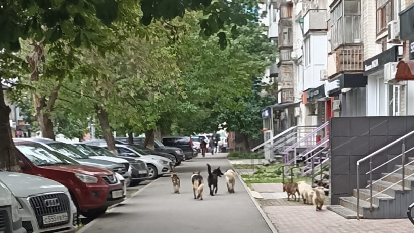В Саратовской области готовятся изменения в порядок отлова уличных собак. Подрядчиков обяжут снимать на видео их стерилизацию и вакцинацию 