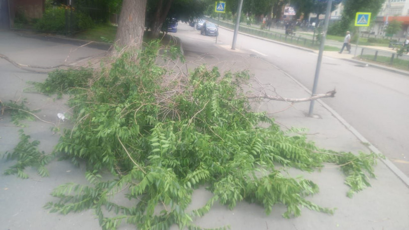 В центре Саратова ветка дерева упала на пенсионерку. Прокуратура начала проверку
