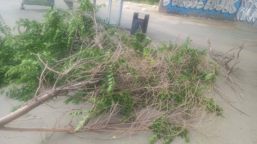Мэрия: Падение ветки на женщину в Саратове связано с неблагоприятными погодными условиями