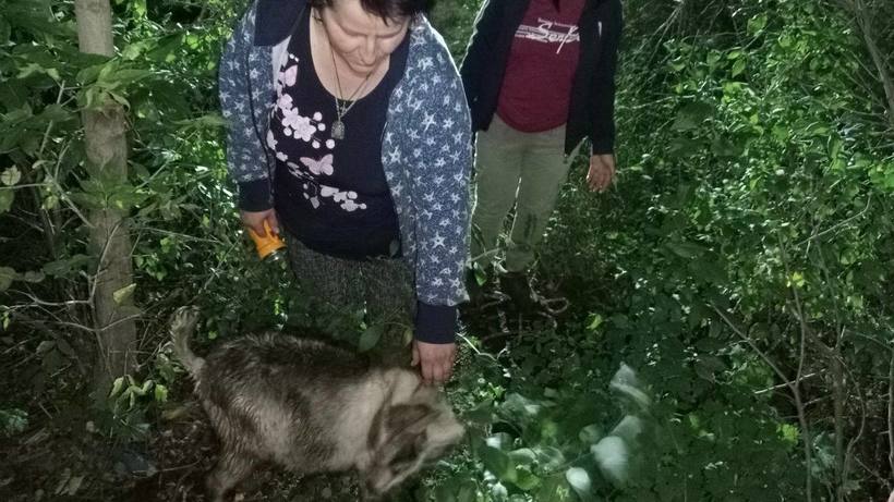 В Энгельсском районе спасатели достали козленка из колодца