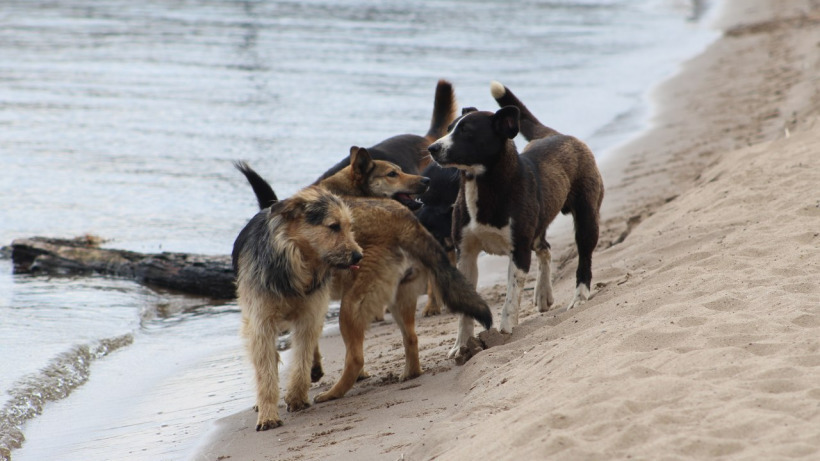 Нападавших на людей собак в Саратовской области запретили возвращать на прежние места обитания