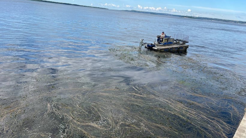 Волгу в районе набережной в Саратове начали чистить от водорослей