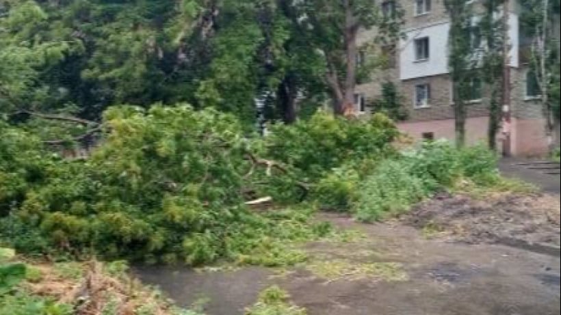 В Саратове упавшее дерево перегородило дорогу