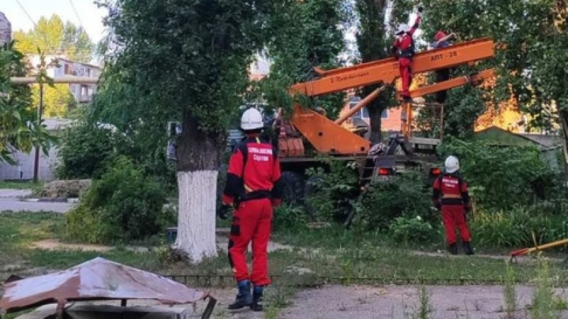 В Саратове сняли с дерева кошку, просидевшую там четыре дня