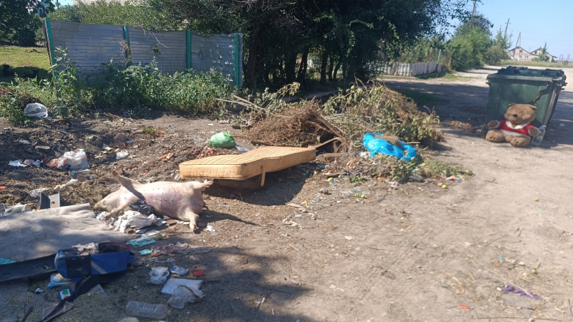 В Аткарске на мусорку выбросили тушку поросенка