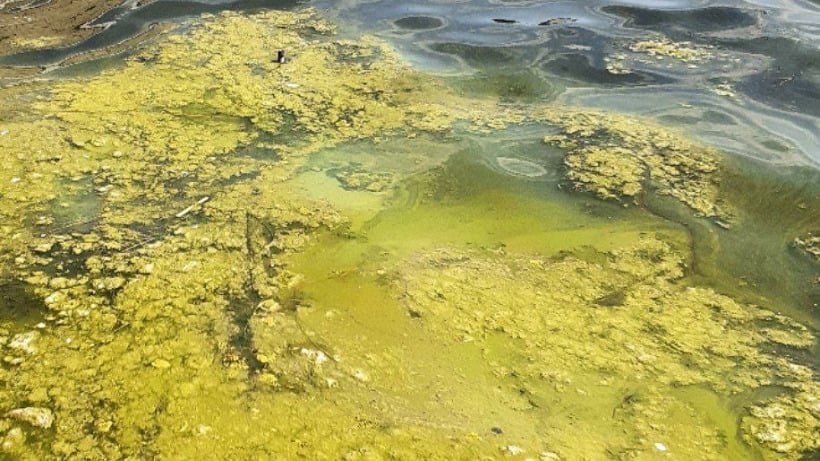 Волгу в районе набережной Саратова снова затянуло водорослями. Из-за их разложения пошел зловонный запах