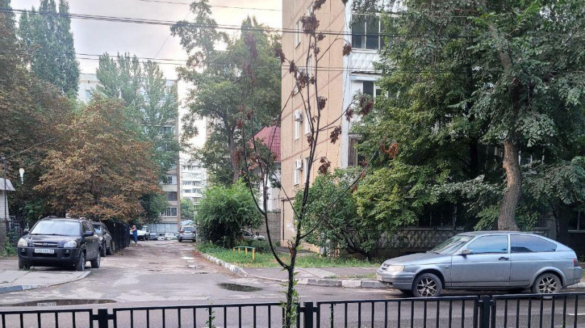 Саратовец рассказал о засыхающих «пачками» высаженных деревцах на Рахова