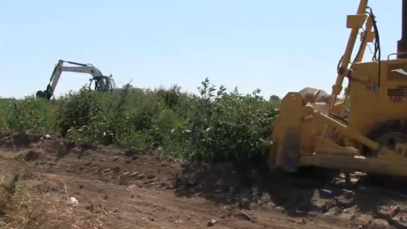 В Гагаринском районе Саратова уничтожили огромное поле конопли
