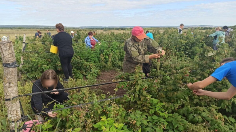 Учеников саратовской школы привлекли к сбору малины для акции бизнесменов «Малиновое варенье фронту»