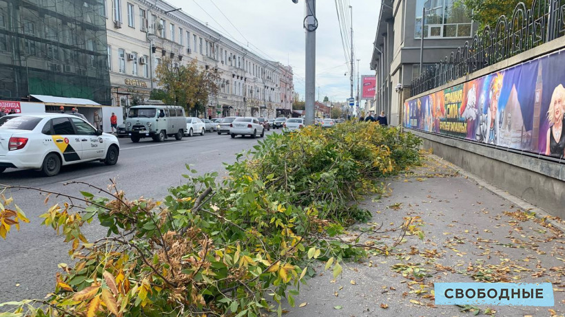 Саратовчанка пожаловалась на вырубку деревьев около цирка