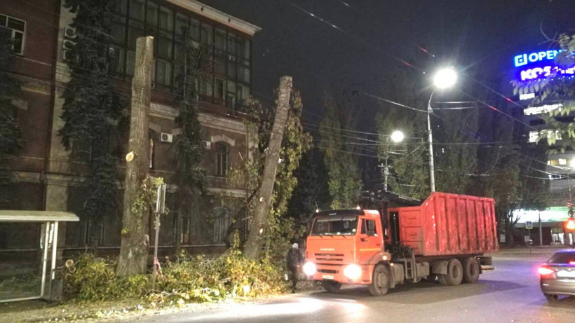 Горожане заметили масштабную опиловку крупных деревьев в центре Саратова