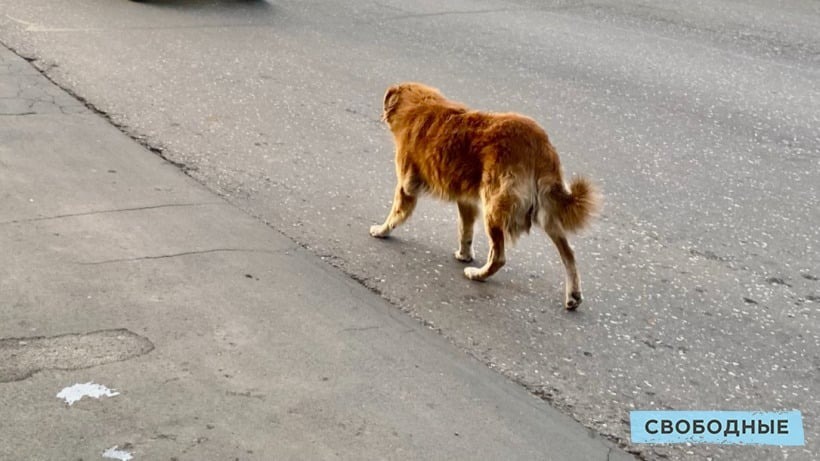 В Саратове опять возбудили уголовное дело из-за нападения бездомной собаки на ребенка