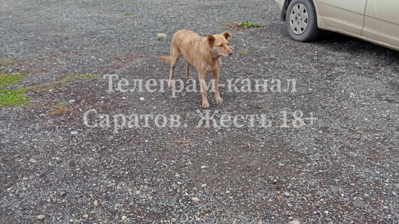 В Заводском районе бродячие собаки напали на домашнюю