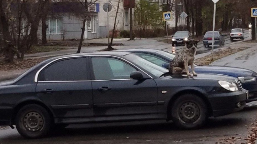 В Балакове заметили бездомного пса, сидящего на капоте автомобиля