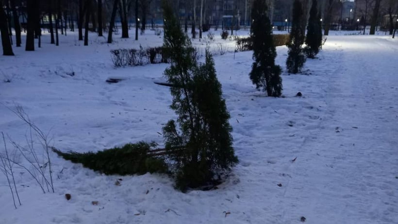 Неизвестные сломали тую в городском парке Балакова